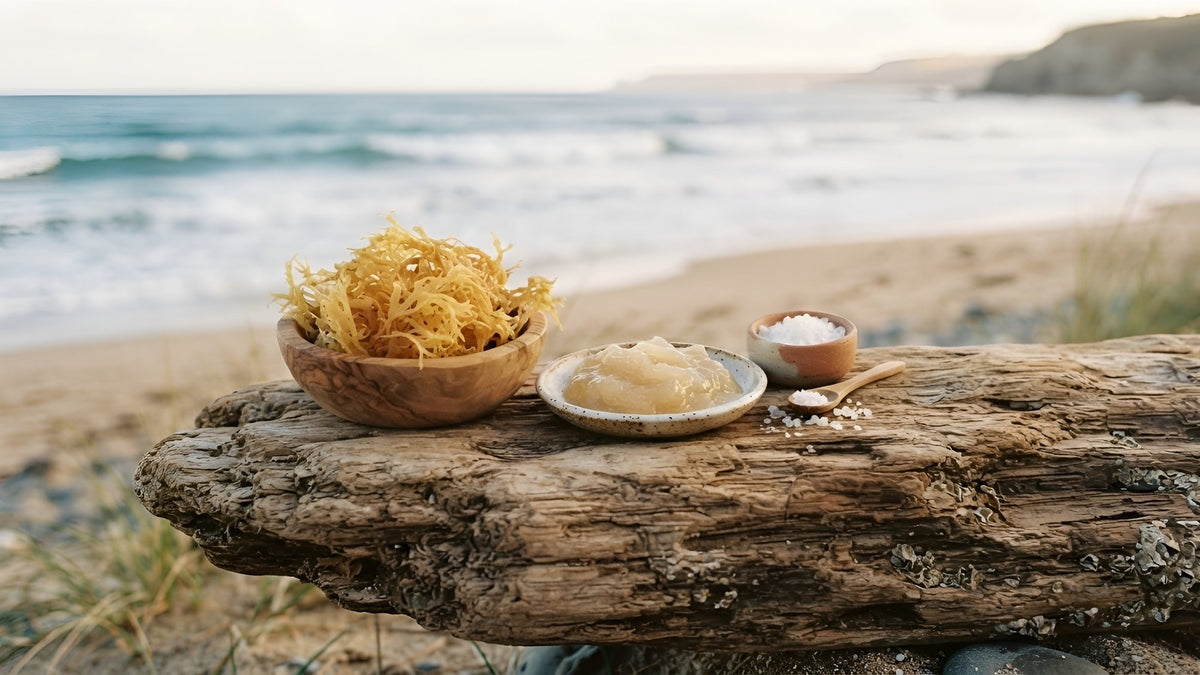 Bowl of dried sea moss and a dish of sea moss gel on driftwood with the ocean behind