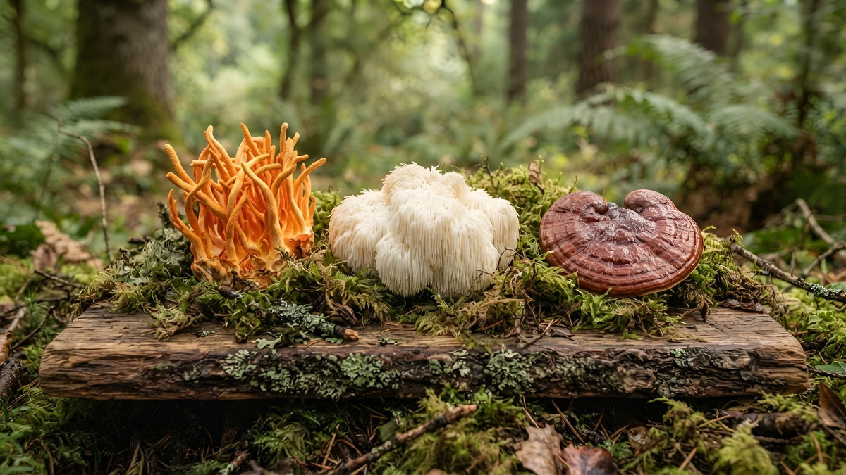 Lion's mane, reishi and cordyceps mushrooms on a wooden board with moss