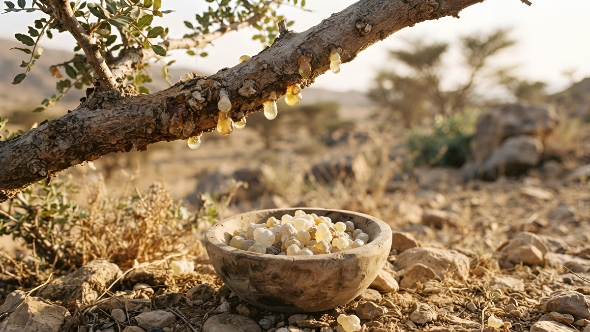 Boswellia branch with amber resin and a wooden bowl of frankincense tears in warm sun
