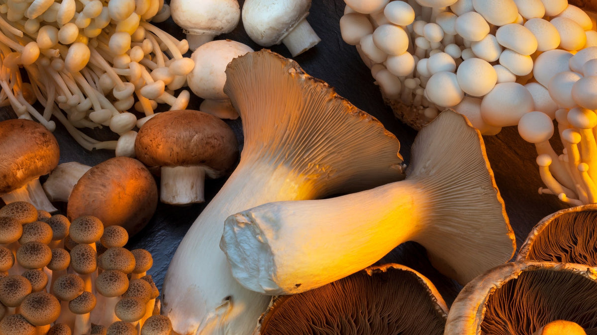 Assorted fresh mushrooms arranged together in soft, warm light