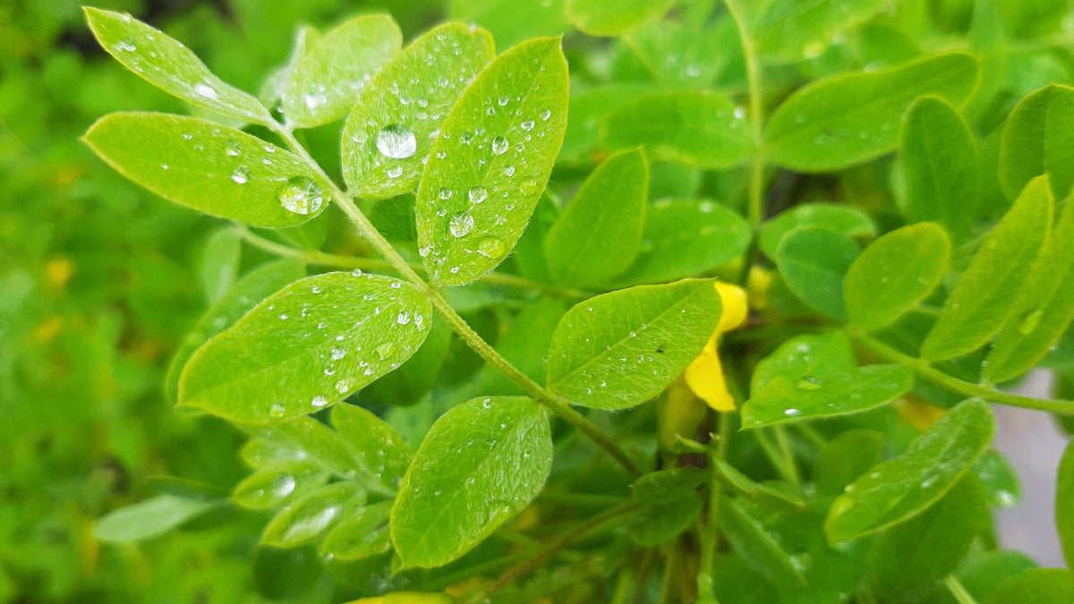 Close-up of fresh green leaves covered in morning dew drops, with a small yellow flower