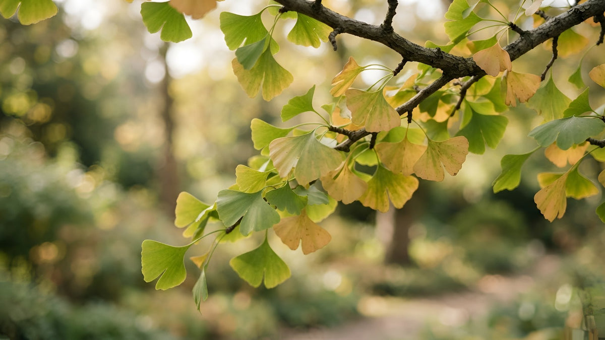 Ginkgo branch with fan-shaped green and gold leaves in autumn light