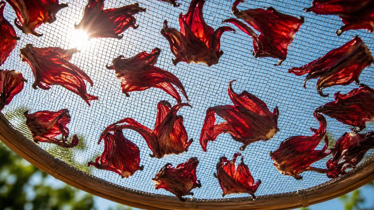 Deep-red dried hibiscus calyces spread on a round mesh drying screen against a blue sky