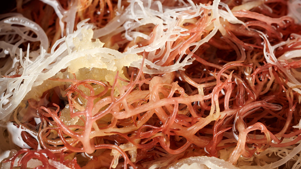 Close-up of dried Irish sea moss in cream, pink and red strands