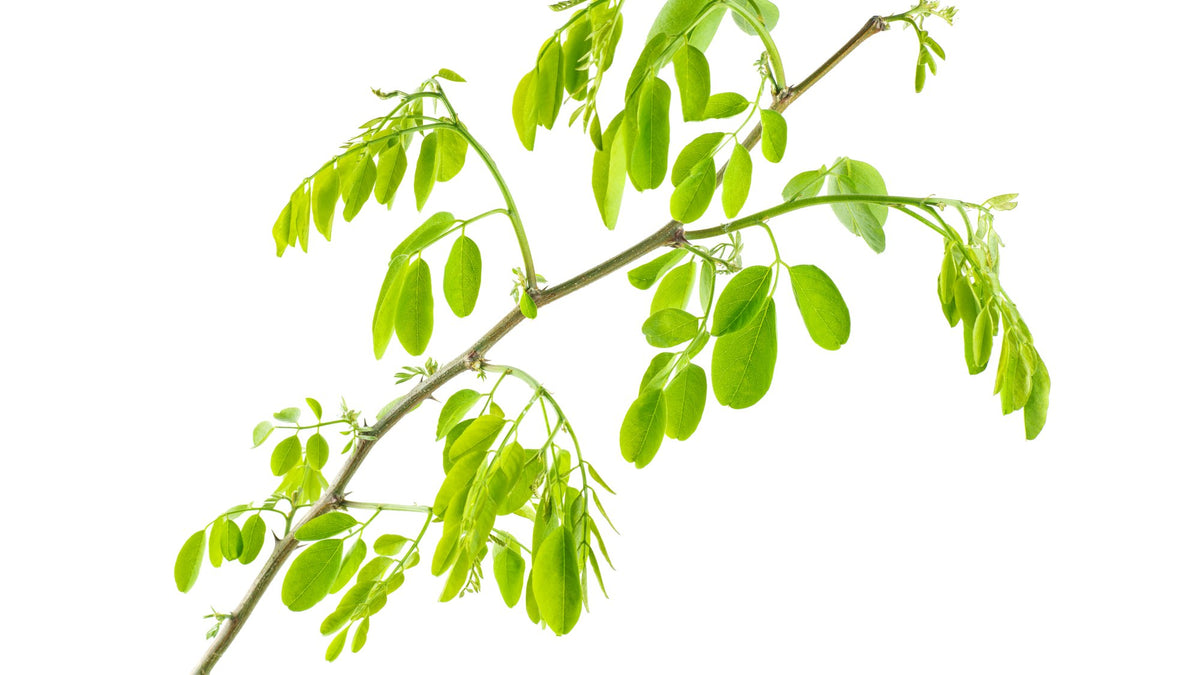A young green branch with fresh oval leaves on a plain white background